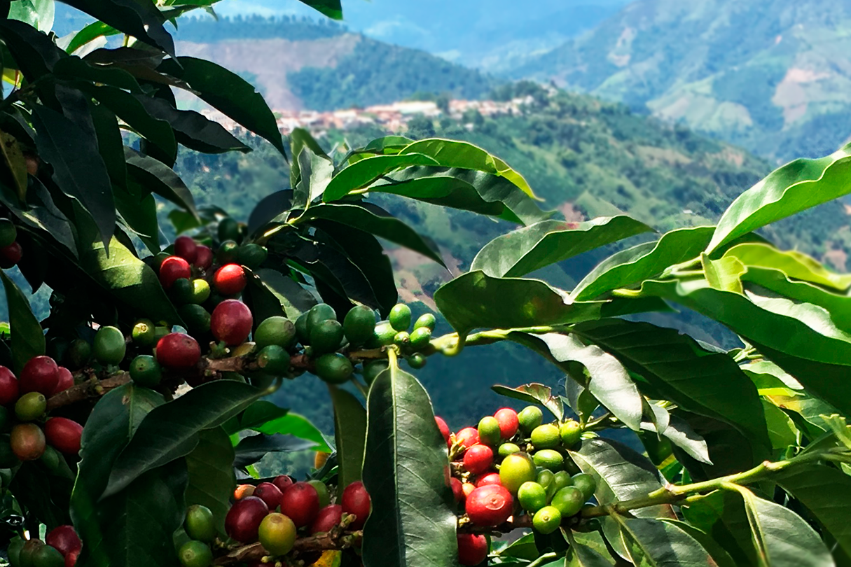¿Nos tomamos un café en Antioquia?