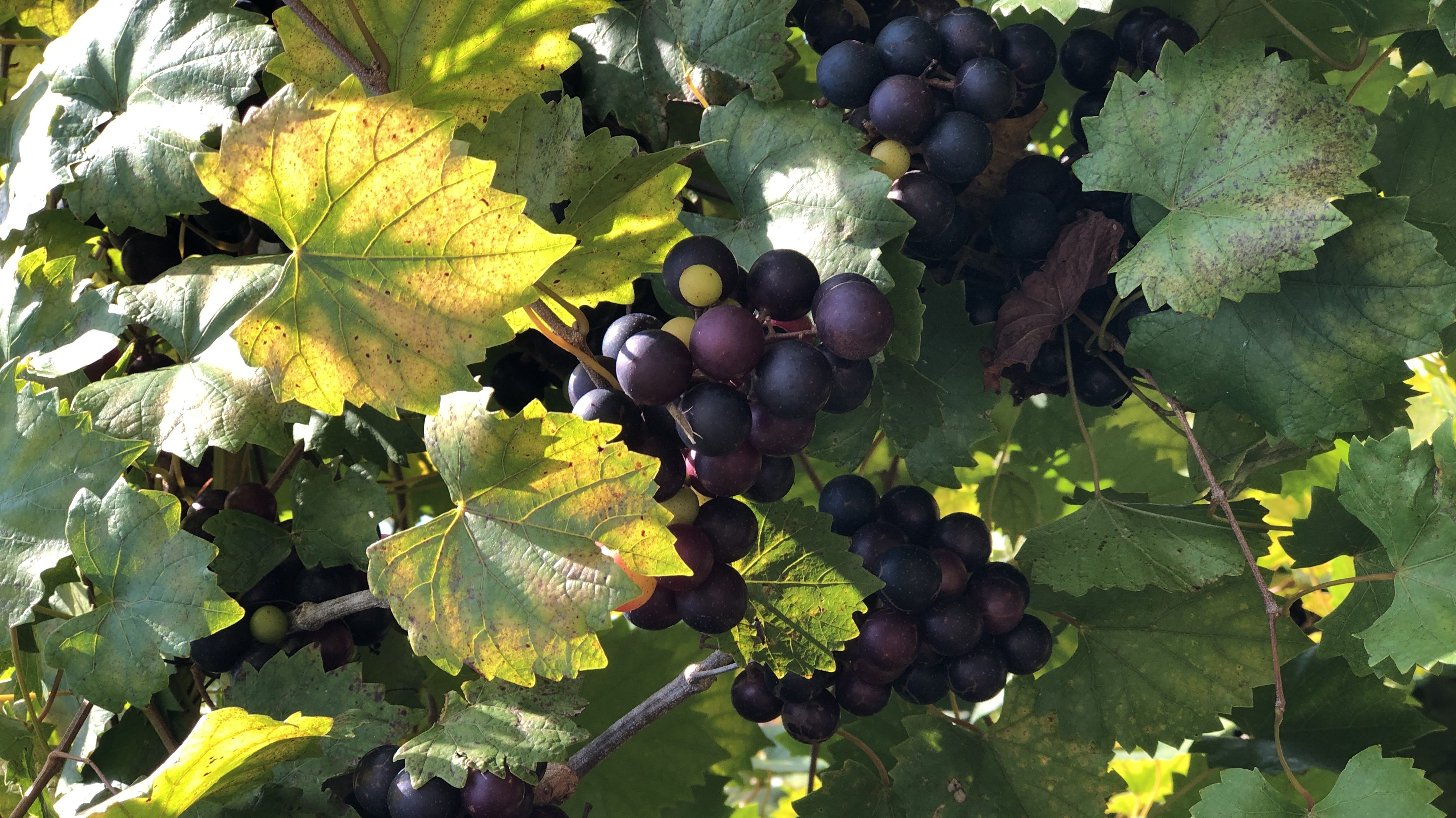 Chateau Elan, vinos de Georgia, Estados Unidos.